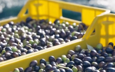 Bilancio positivo per la produzione di olio nella provincia di Frosinone nel 2025/2026