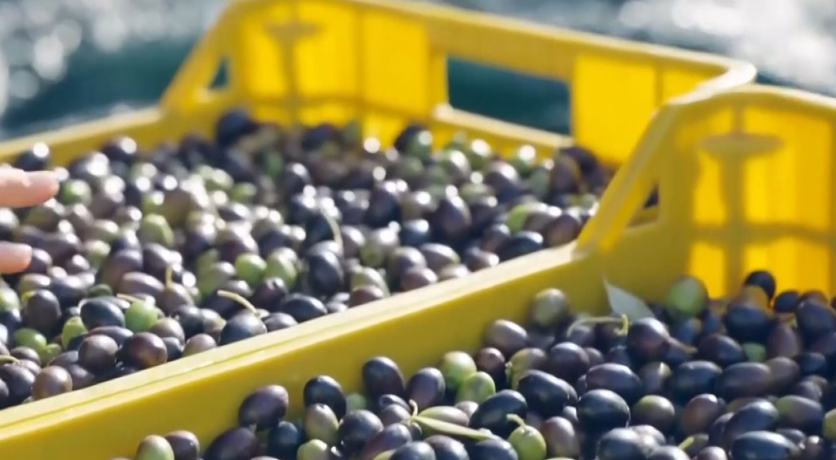 Bilancio positivo per la produzione di olio nella provincia di Frosinone nel 2025/2026