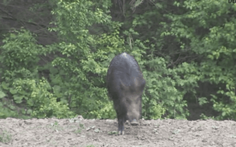 Oggi si svolgeranno i funerali di Luigi Rotondo, ucciso da un cinghiale