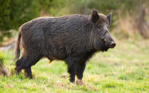 Un cacciatore muore colpito da un cinghiale durante una battuta di caccia