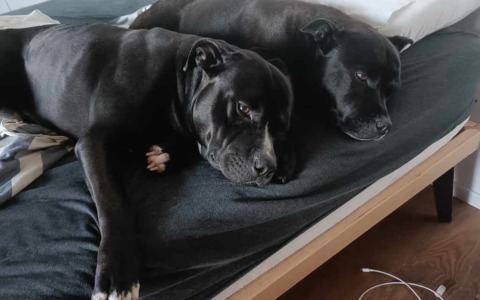 Maltrattamento di cani, condannato a quattro mesi di reclusione