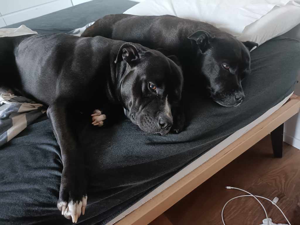 Maltrattamento di cani, condannato a quattro mesi di reclusione