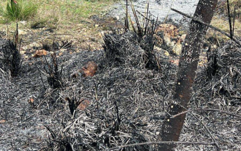 Denunciato un uomo per incendio in uliveto ad Alatri