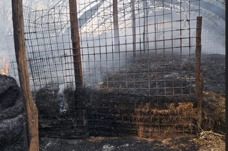 Fiamme distruggono una stalla: ottanta ovini perdono la vita