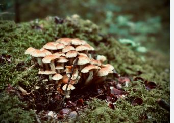 Sei persone in ospedale per intossicazione da funghi, ma nessun caso grave segnalato